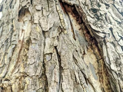 Close up of bark Stock Photos
