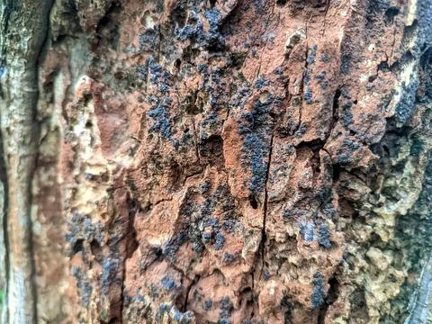 Close up of bark Stock Photos