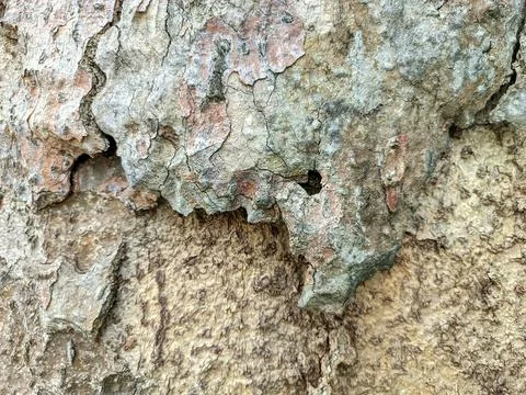 Close up of bark Stock Photos
