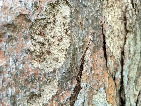 Close up of bark Stock Photos