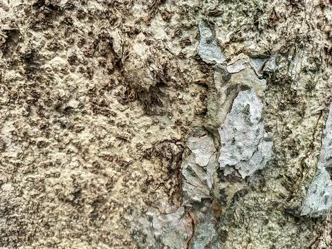 Close up of bark Stock Photos