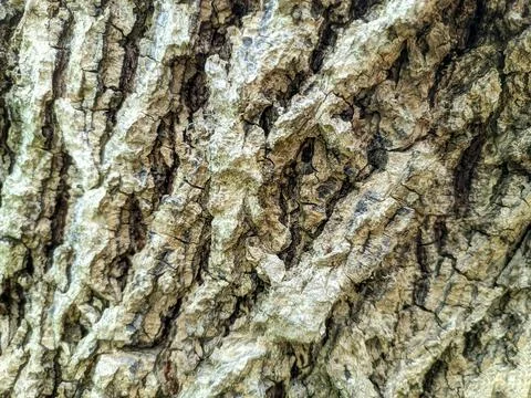 Close up of bark Stock Photos