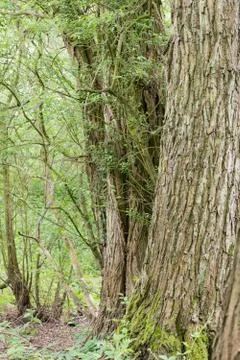 Close up of bark in a pine forest in the UK 스톡 사진