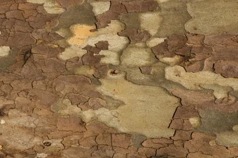 Close up of bark in plane tree, Platanus acerifolia Stock Photos