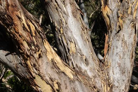 Close up of bark of a Scribbly Gum Tree Stock Photos