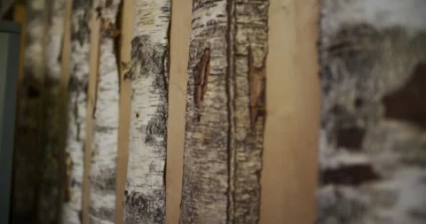Close Up of the Bark on Several Birch Trunks in the Forest Stock-Footage 340260172