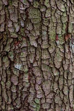 Close-up bark of spruce Stock Photos