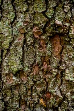 Close-up bark of spruce Stock Photos