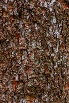 Close-up bark of spruce Stock Photos