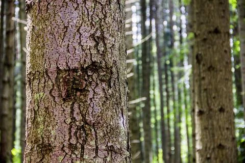Close-up bark of spruce Stock Photos