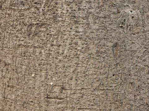 Close-up of the bark surface of the exotic tree Ceiba speciosa in natural d.. Stock Photos