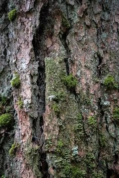 Close-up bark texture of an ancient tree trunk covered with green moss Stock Photos