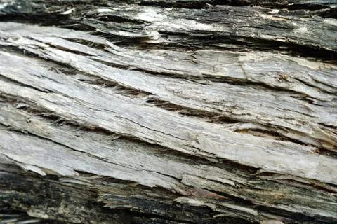 Close up Bark Texture Background. Stock Photos