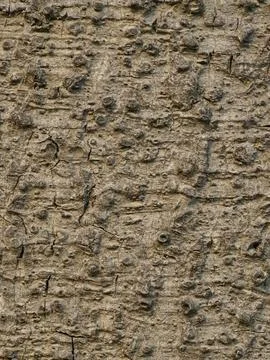.Close-up of the bark texture of the exotic Ceiba speciosa tree showing trace Stock Photos