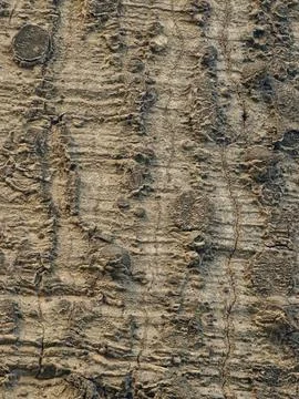 A close-up of the bark texture of the exotic Ceiba speciosa tree, showing t.. Stock Photos