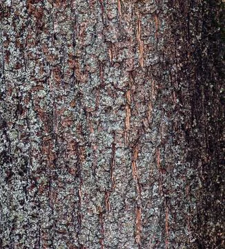 A close-up of the bark texture of a field maple, or Acer campestre in Latin.  Foto stock