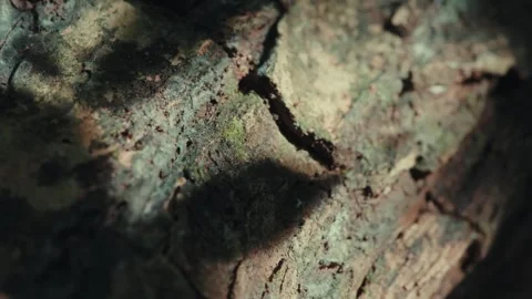 Close-up bark texture reveals cracks and green lichen Stock Footage 336976110
