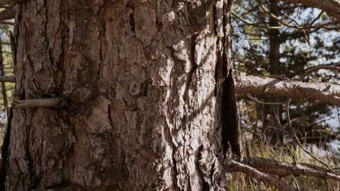 Close up of bark. texture tree view. Pine tree in the forest. Concept of nature Stock Footage 168802239
