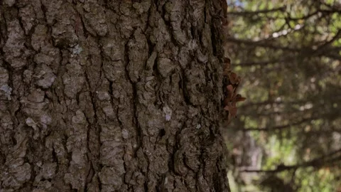 Close up of bark. texture tree view. Pine tree in the forest. Concept of nature Stock Footage 168802284