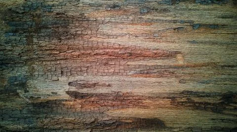 Close up bark texture,old huge tree.Horizontal banner,photo backdrop.Copy space Stock Photos