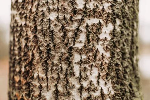 Close-up on the bark of a tree with added filter Stock Photos