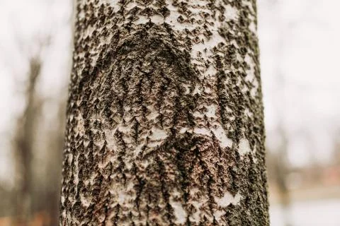 Close-up on the bark of a tree with added filter Stock Photos