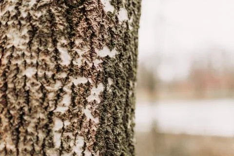Close-up on the bark of a tree with added filter Stock Photos