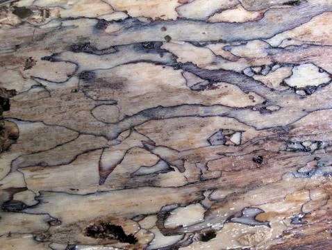 Close-up of bark of a tree in the cloud forest Monteverde, Costa Rica Stock Photos