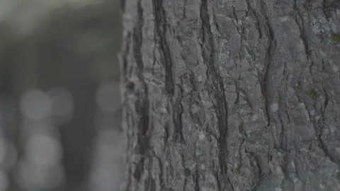 Close up of bark on tree Stock Footage 114179150