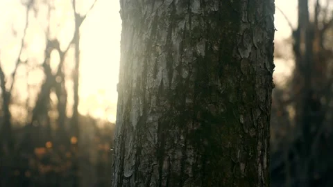 A close up of the bark of a tree Stock Footage 236852431