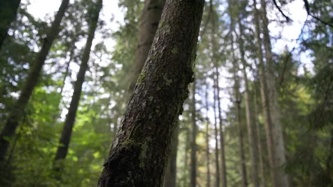 Close-up of bark of tree in the middle of forest Stock Footage 158970557