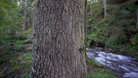 Close-up of bark of tree in the middle of forest, river in the background Stock Footage 158970661