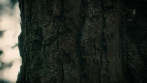 Close up of a bark of a tree, nature Stock Footage 289718699