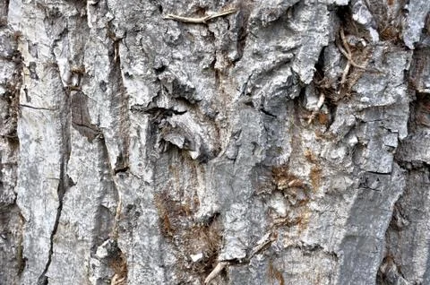 Close up of bark of tree Stock Photos