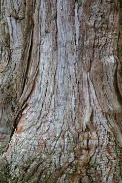 Close-up of bark on tree Stock Photos
