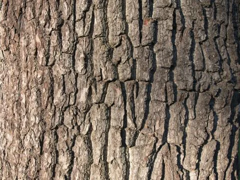 Close-up of bark (tree) Foto stock