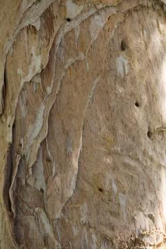 Close up on the bark of a tree Stock Photos