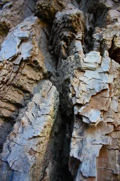 Close Up of Bark on a Tree Foto stock