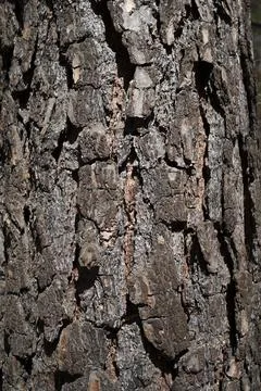 Close Up of Bark on Tree Stump. Macro Shot , vertical photo Stock Photos