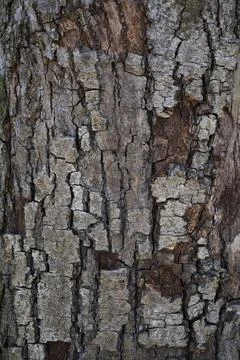 Close Up of Bark on Tree Stump. Macro Shot Stock Photos