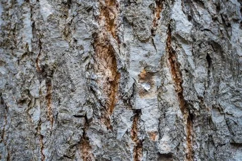 Close Up of Bark on Tree Stump. Old tree. many years old. carbon sink. close up Stock Photos