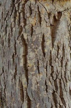 Close Up of Bark on Tree Stump. Old tree. many years old. carbon sink. clos.. Stock Photos