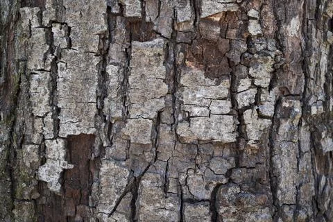 Close Up of Bark on Tree Stump. Stock Photos