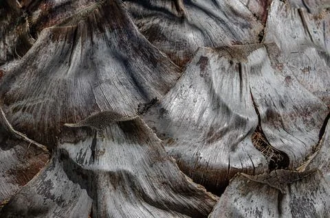 Close Up of Bark on Tree Stump. tree bark as a background for banners, packaging Stock Photos