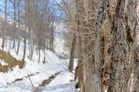 Close up on bark of tree trunk along a snowy hiking trail Stock Photos