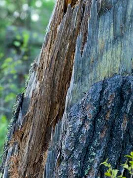 Close-up of bark on a tree trunk, Lake of The Woods, Ontario, Canada 스톡 사진