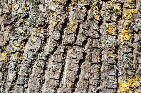 Close-up  of  bark tree trunk withtree mosses Stock Photos