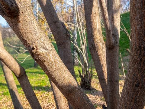 Close-up of bark on tree trunks on a sunny day. Stock Photos