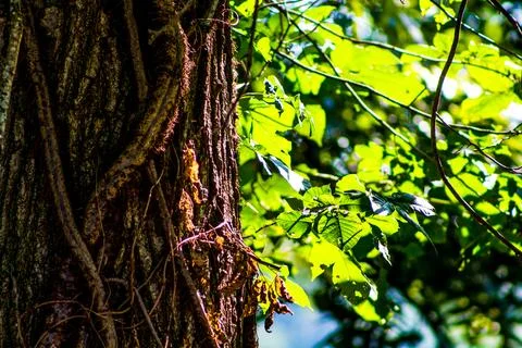 Close up of bark of tree with vines Stock Photos