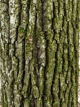 A close up of the bark of a tree in the woods Stock Photos
